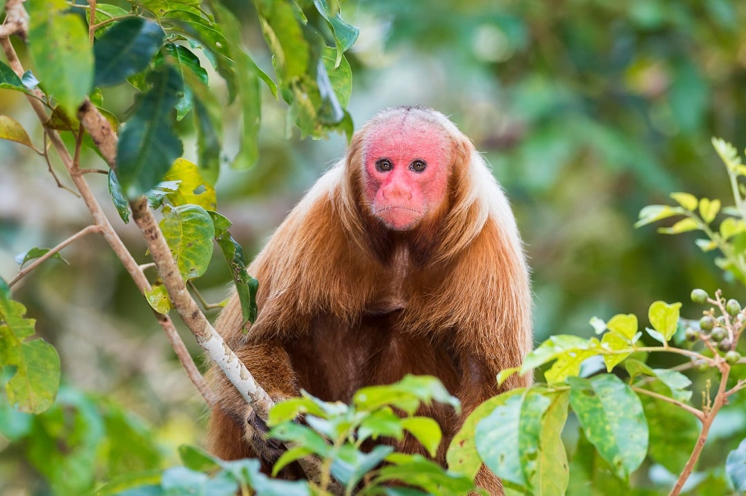 Bald Uakari
