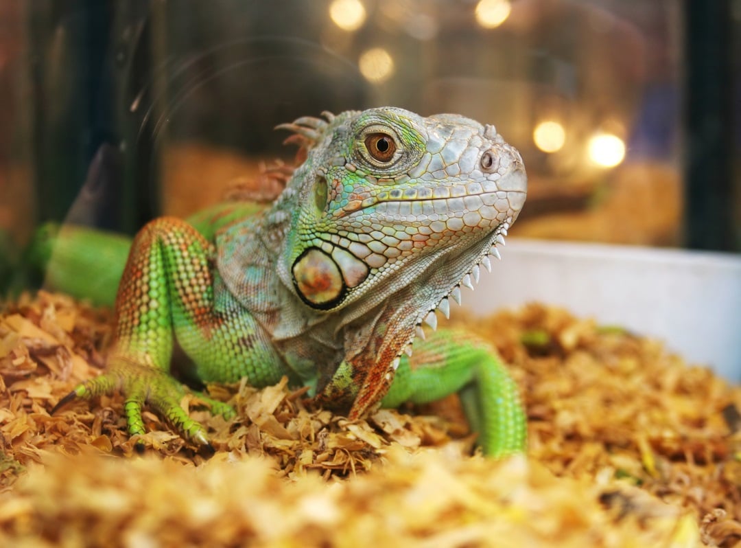 An iguana in a cage
