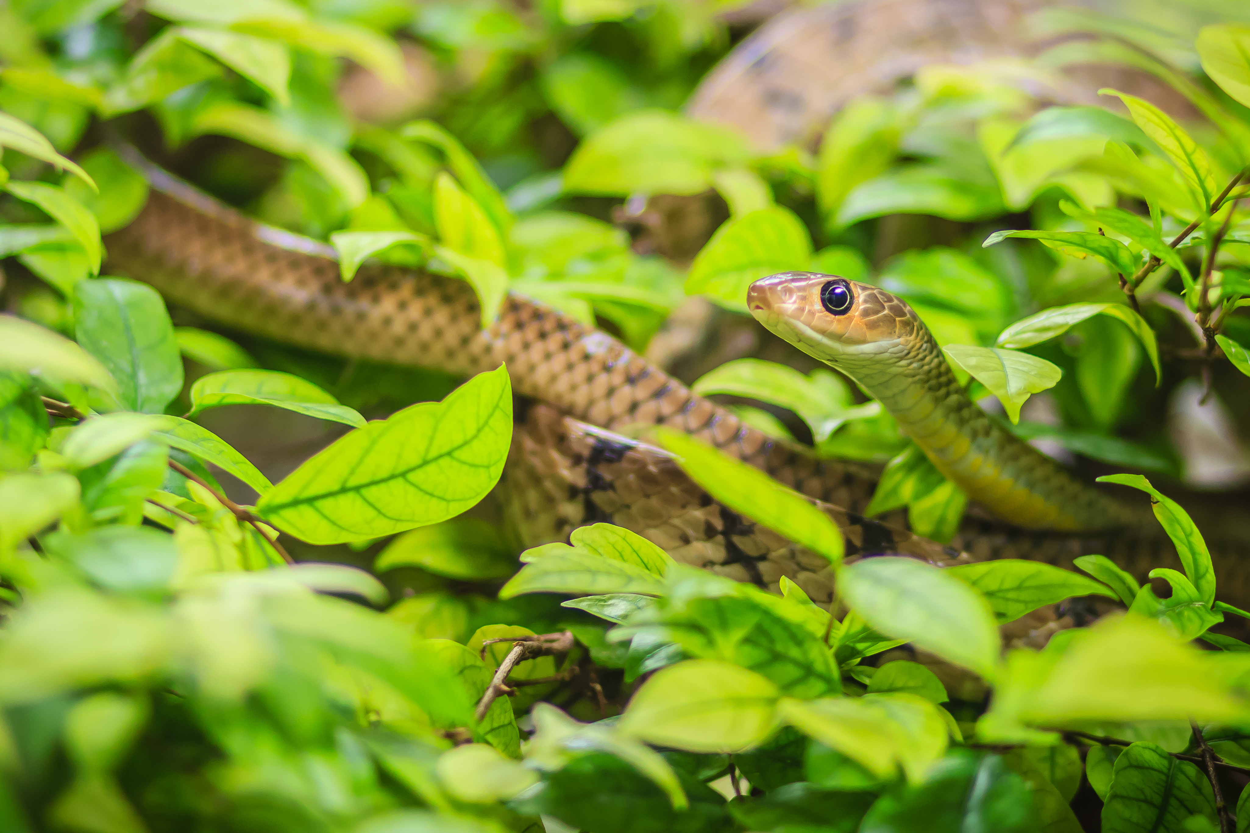 A snake in the wild