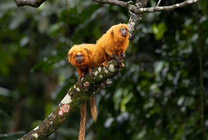 Golden Lion Tamarin Ecological Park Heritage Area