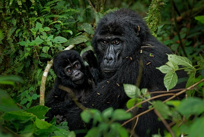 Mintom Gorilla Heritage Area