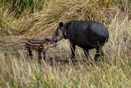 Tapir Valley Heritage Area