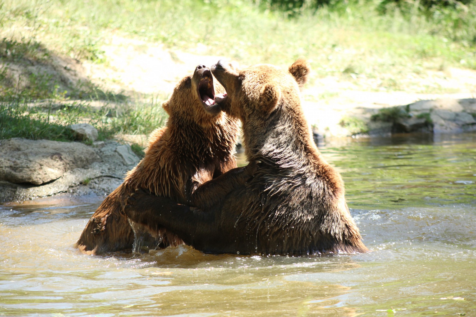 Two bears play fighting in the pond in their enclosure at the Romanian Bear Sanctuary.