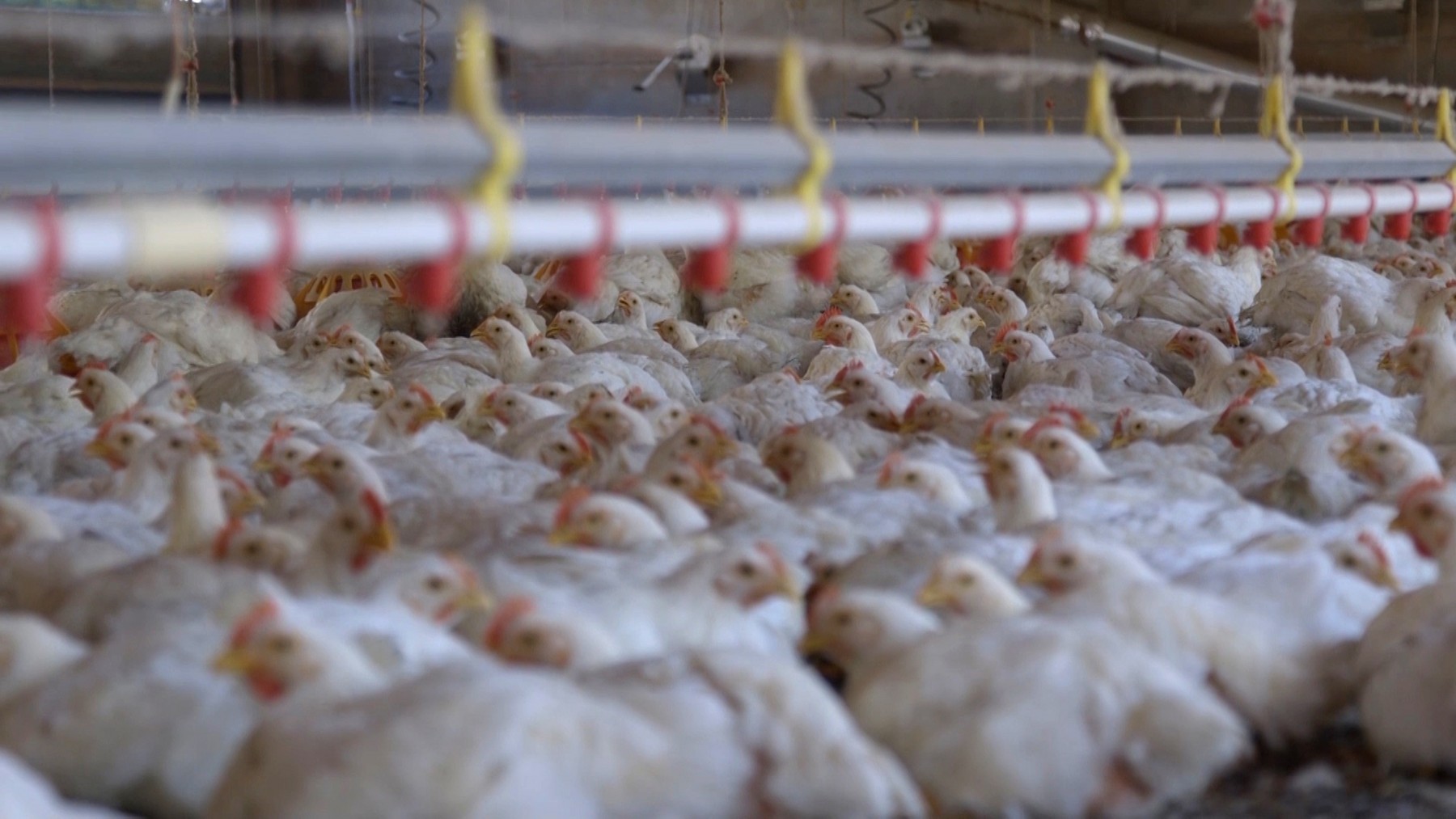 Chickens crowded in an intensive factory farm system.
