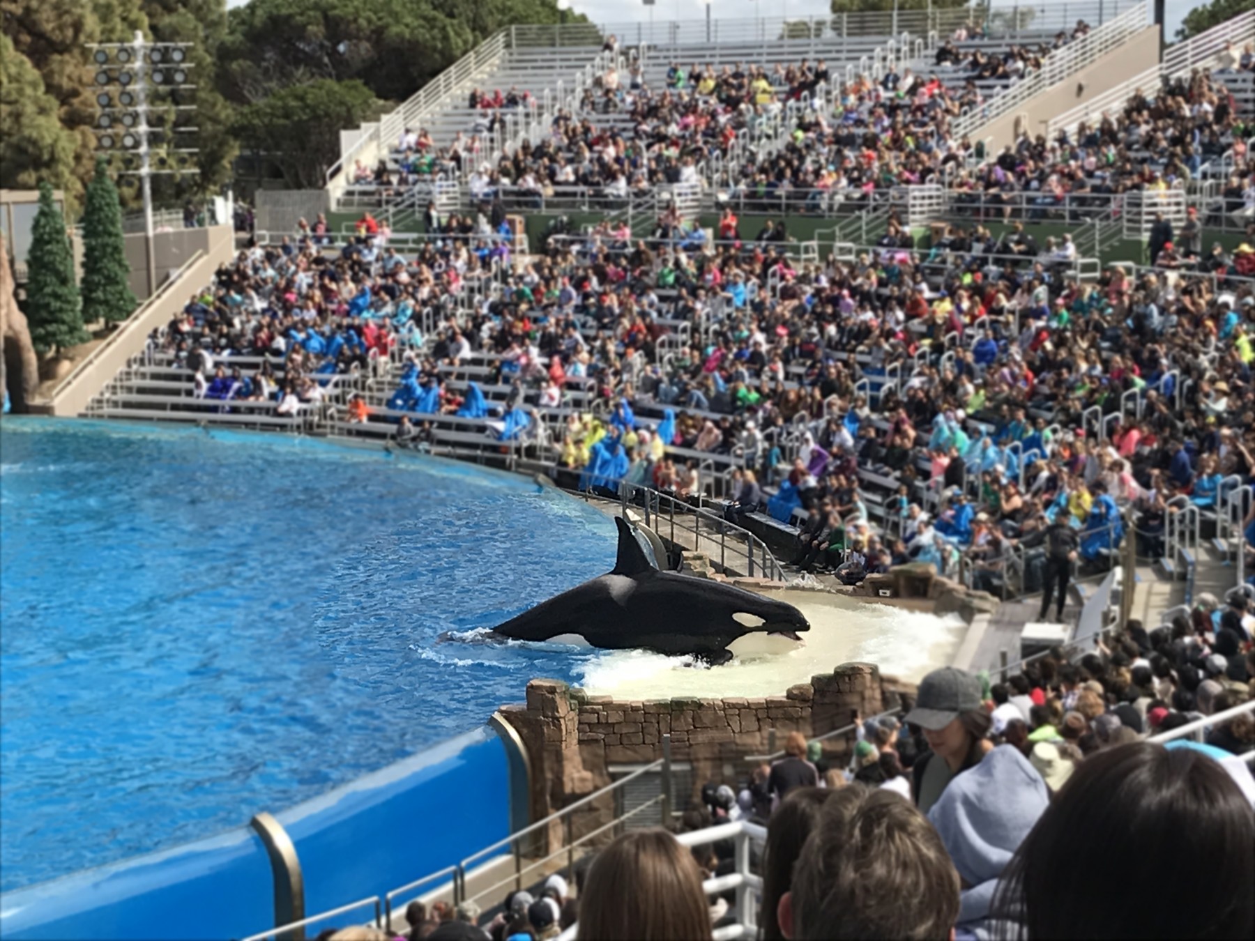 An orca performing to crowd at SeaWorld San Diego