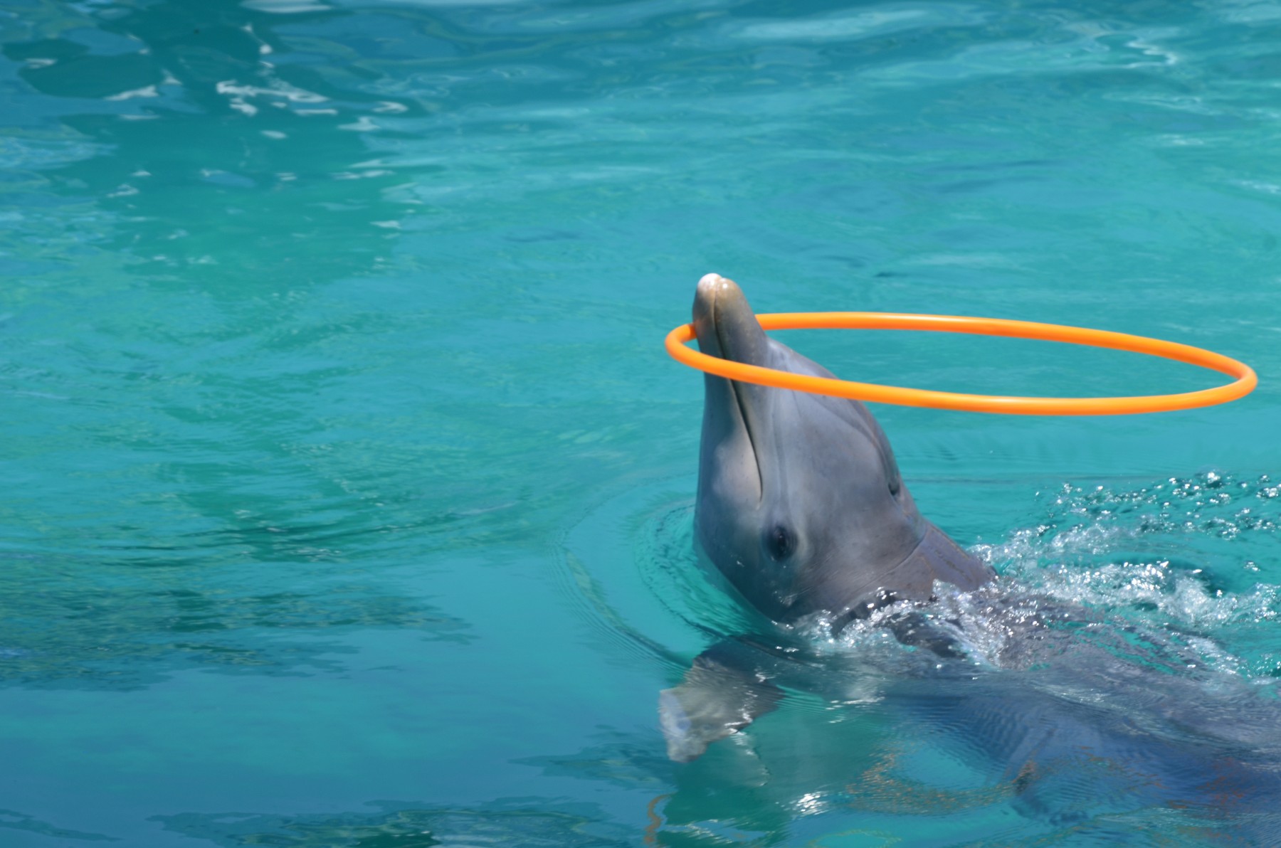 dolfijn met hoepel