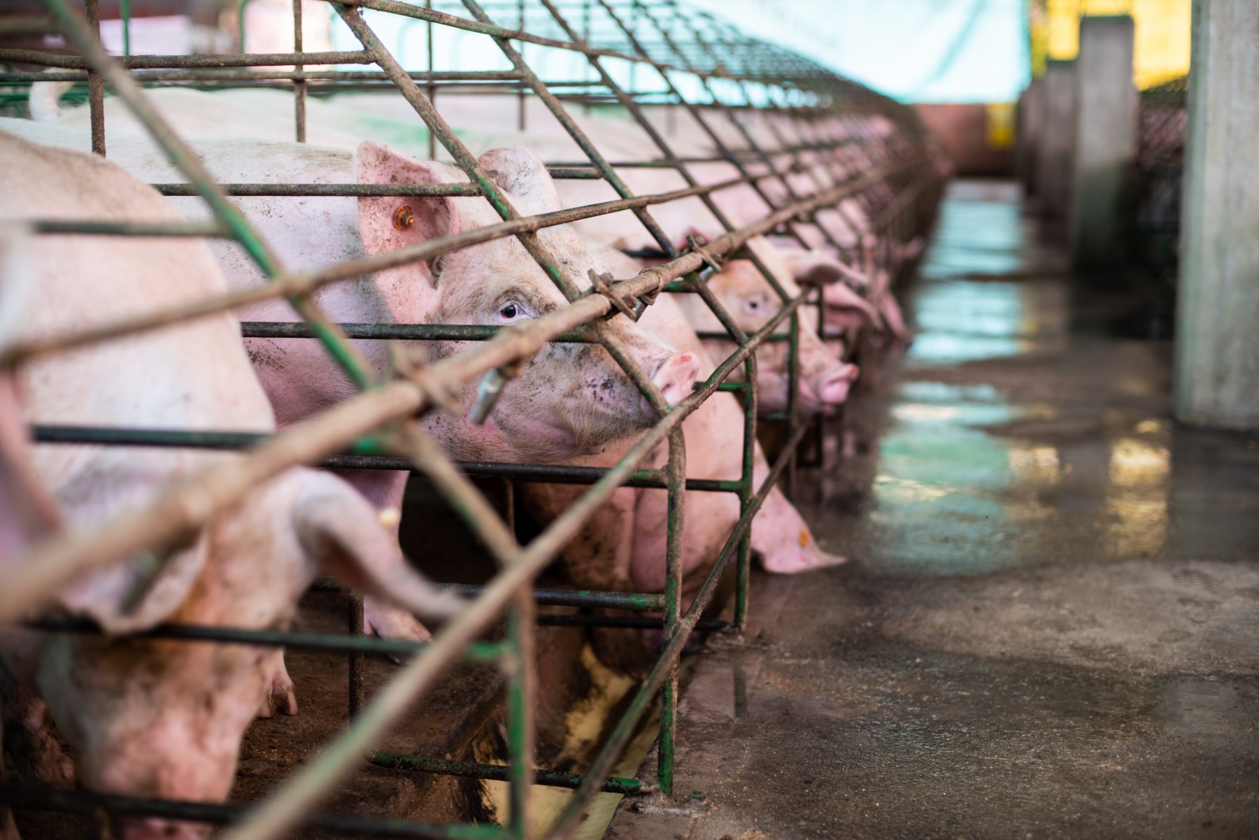 Mother pigs in individual cages are unable to move, turn around or socialize during their pregnancy.