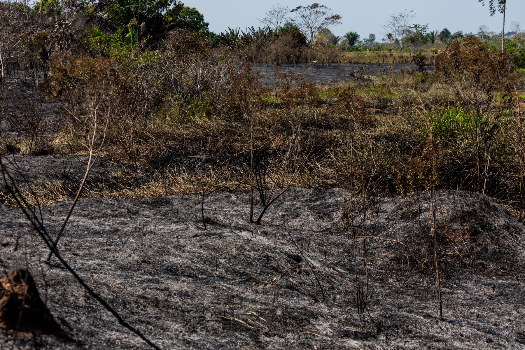 Área queimada na Amazônia