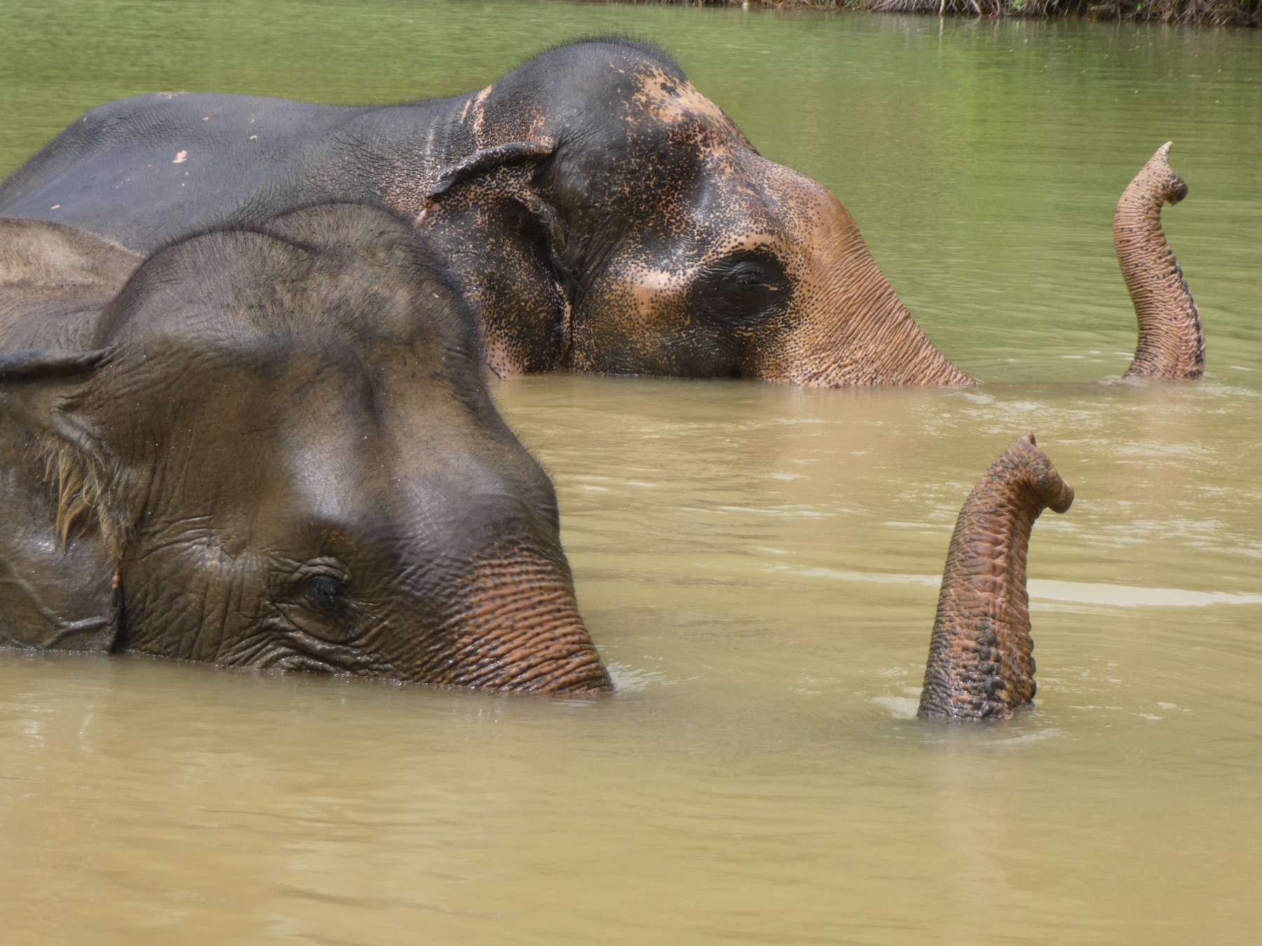 Elephants Chok and Jahn at the Following Giants elephant-friendly venue - World Animal Protection