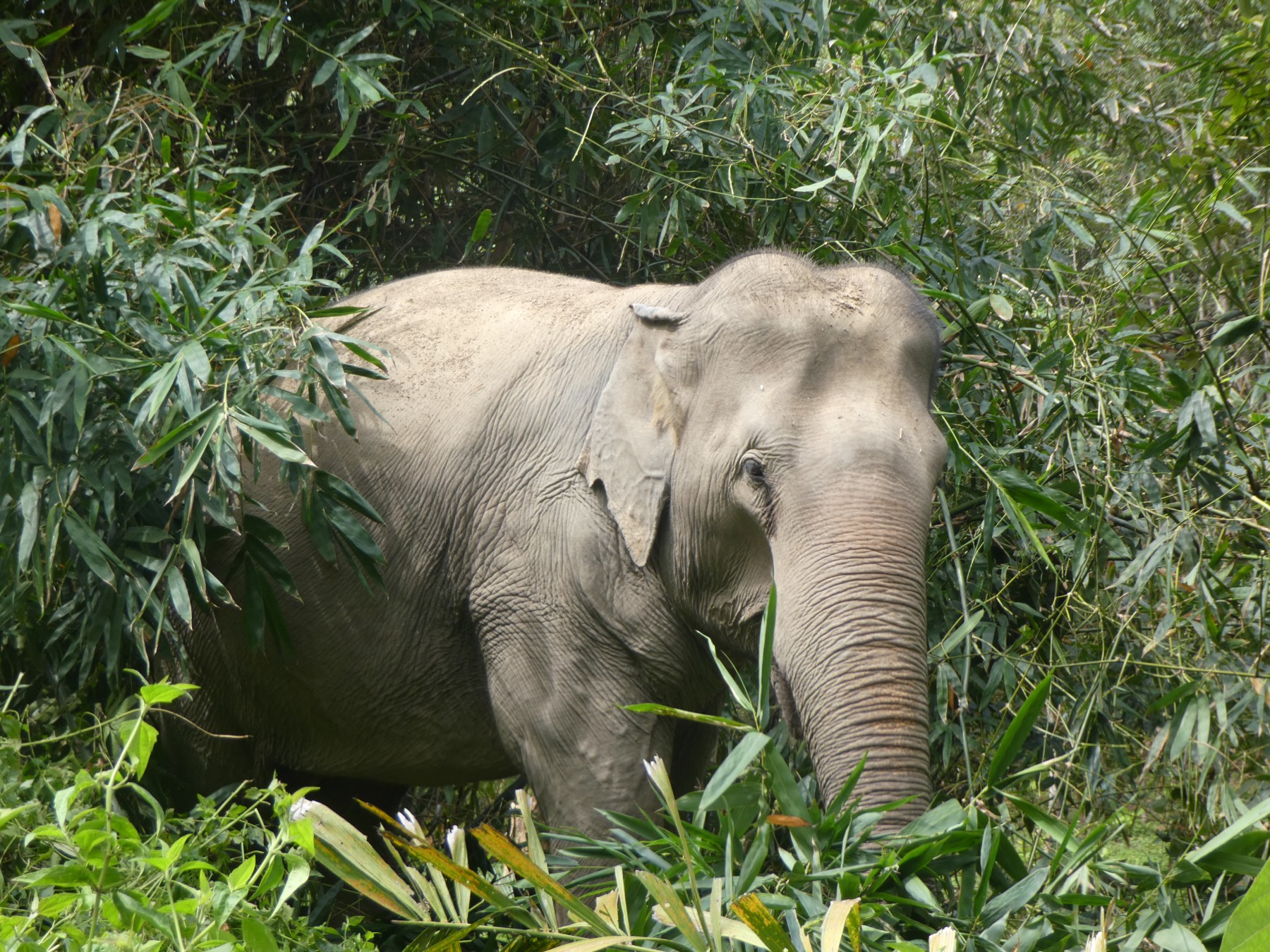 Jahn the elephant at the Following Giants elephant-friendly venue - World Animal Protection