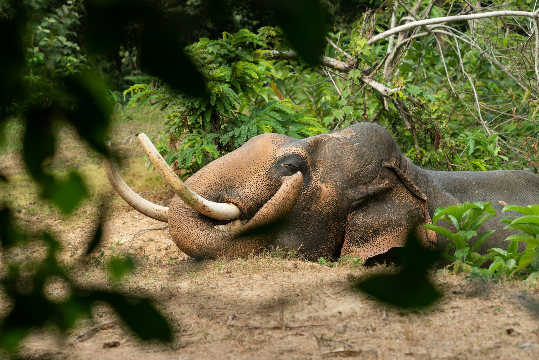 Chok the elephant at Following Giants elephant-friendly venue - World Animal Protection