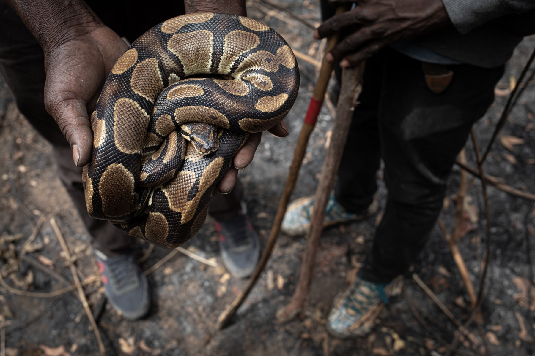 Ball python held by hunter - photo by Aaron Gekoski for World Animal Protection