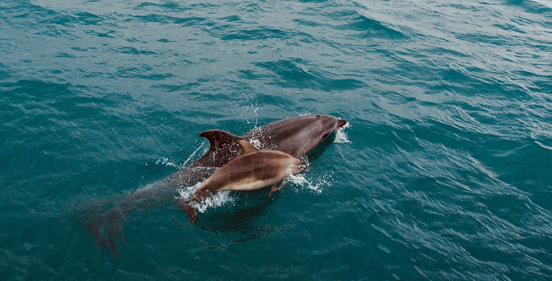 Several wild dolphins swimming in the ocean - photo by Adrien Aletti