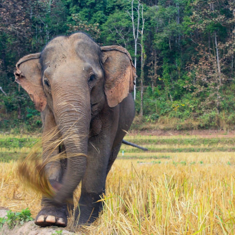Foto: Kindred Spirit Elephant Sanctuary
