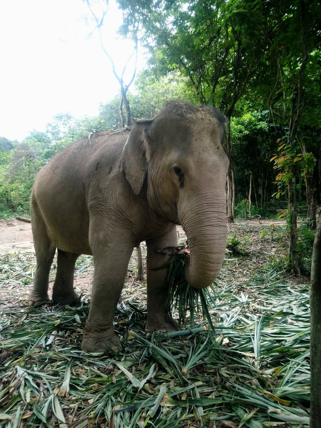 Jahn, a rescued elephant living at high welfare venue Following Giants