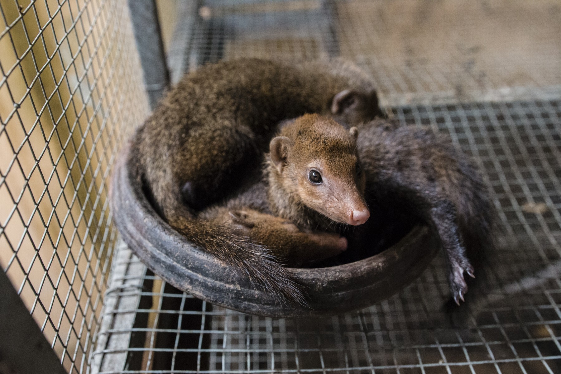 Images of animals in shipping crates provides evidence that Egyptian mongooses were exported via Ethiopian Airlines.