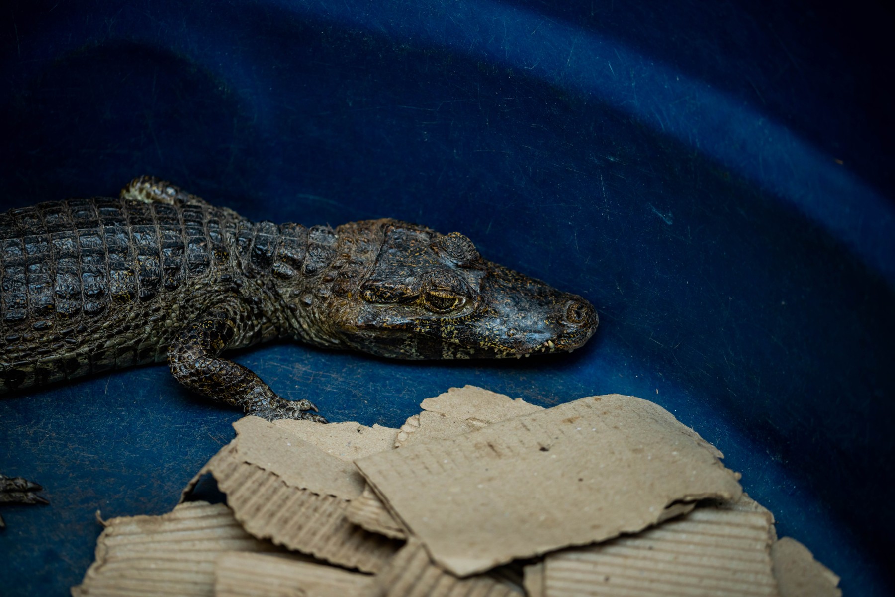 rescued caiman 