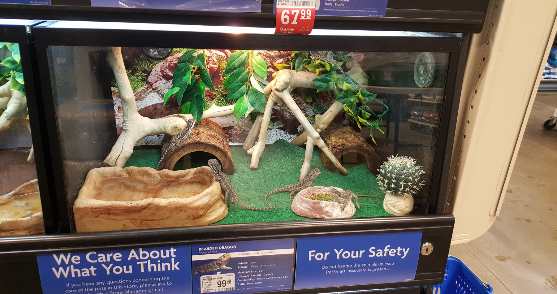 Pictured: A bearded dragon display at PetSmart labelled as a beginner pet.