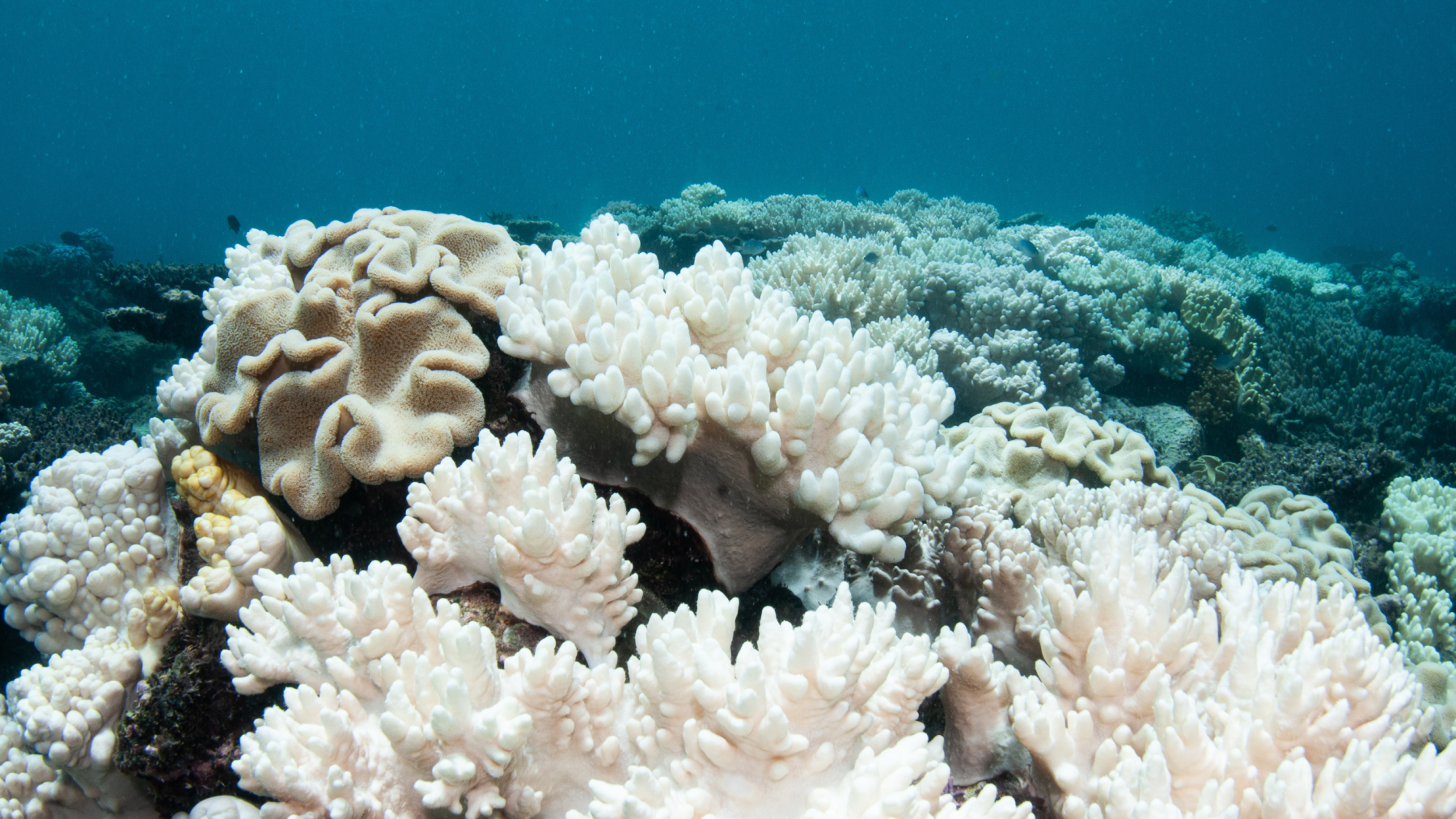 bleached coral underwater
