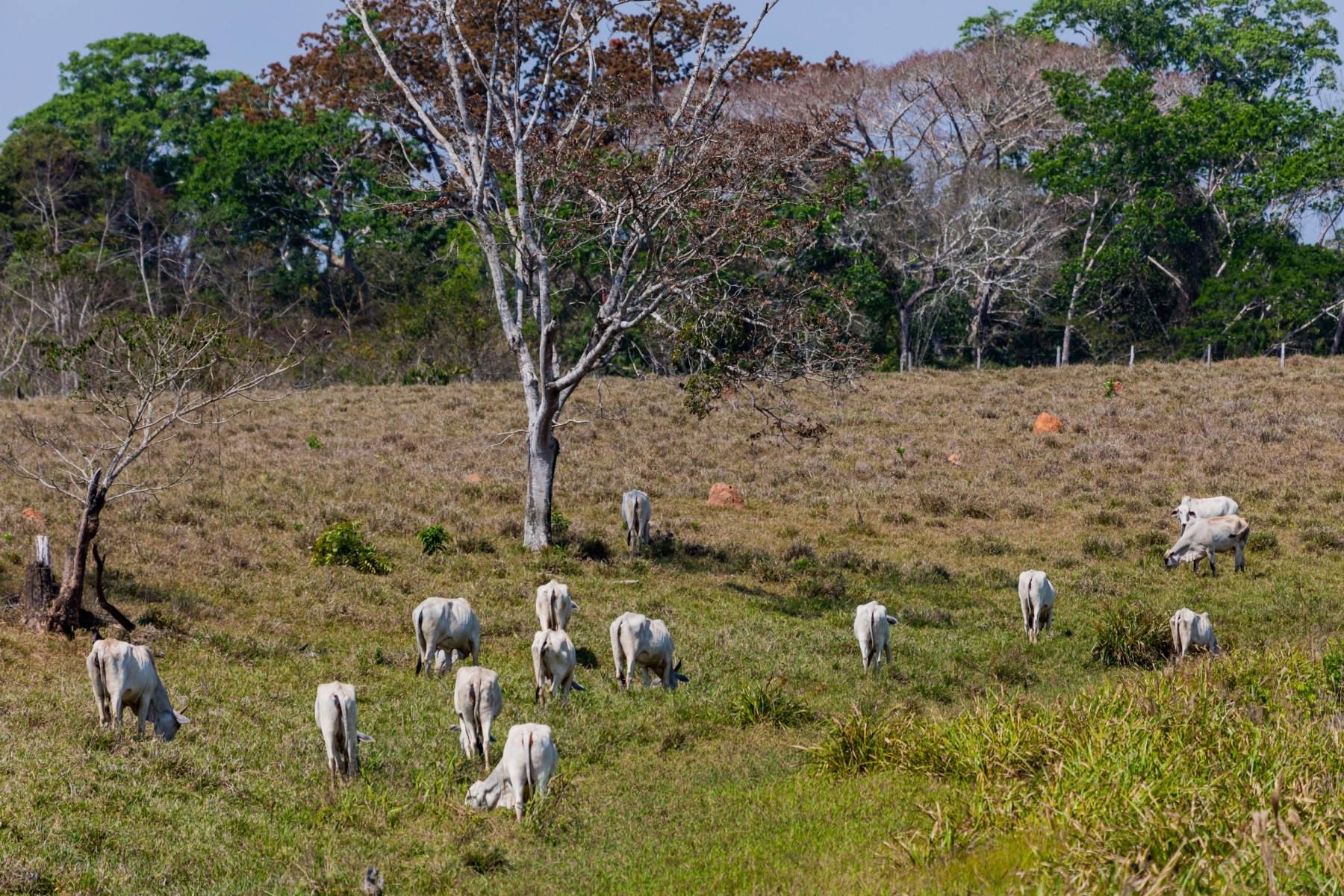 Cattle grazing in the outskirts of Rio Branco, Acre, Brazil - World Animal Protection - Animals in farming