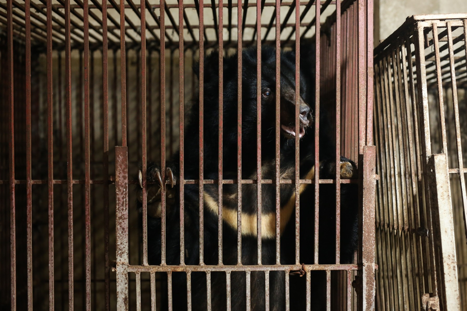 Minu the bear, in her cage prior to being rescued