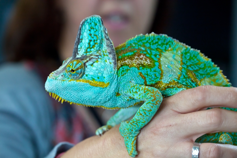 chameleon seized by border authorities