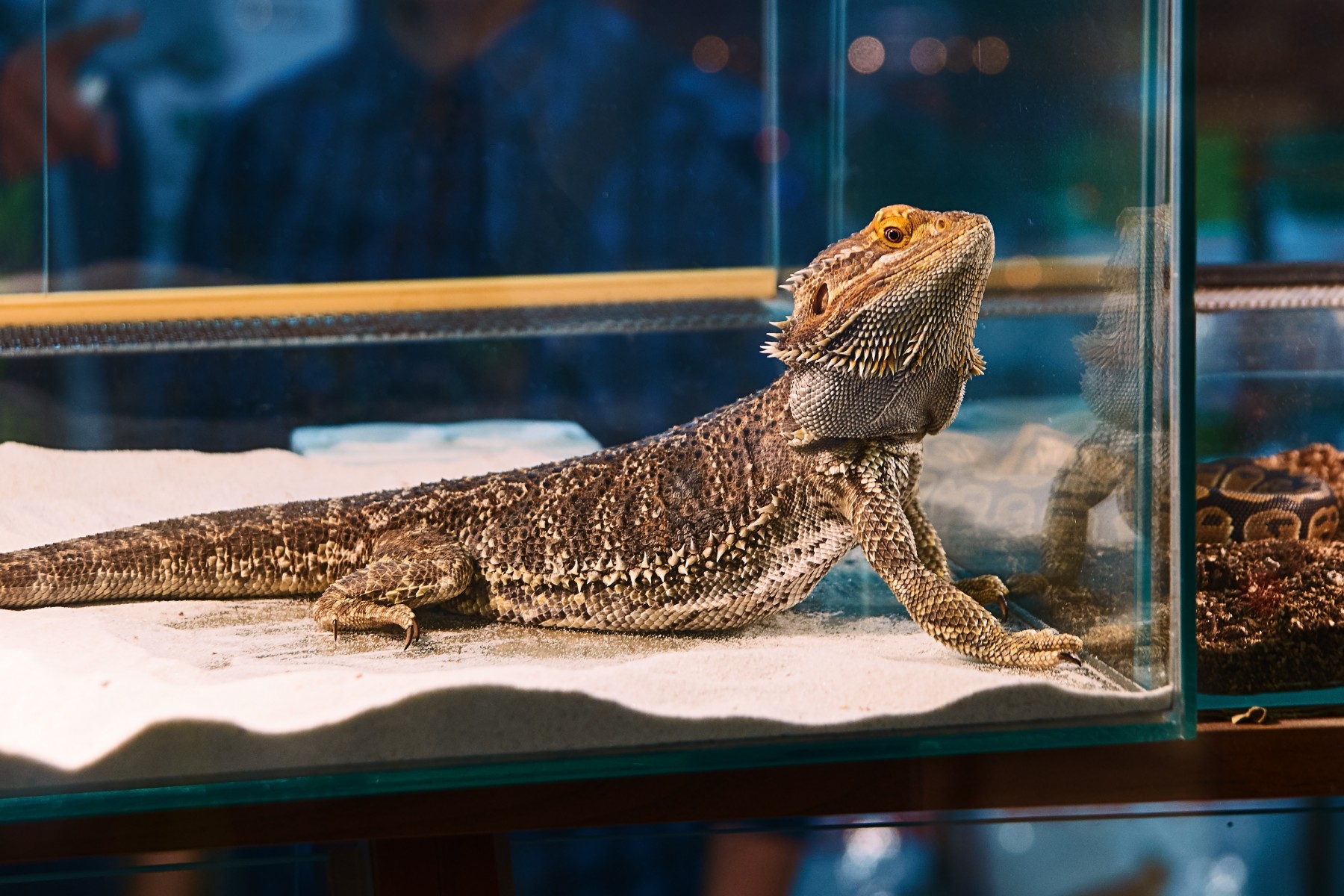 A lizard kept in a tank as a pet