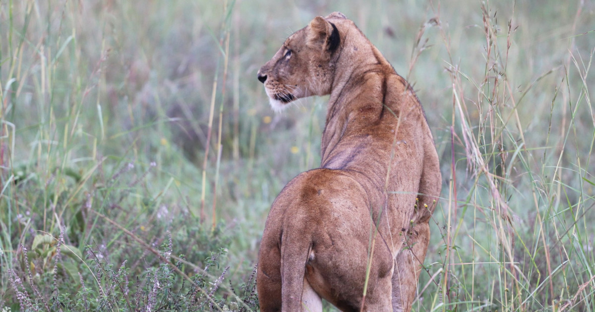 Why should we protect lions? | World Animal Protection