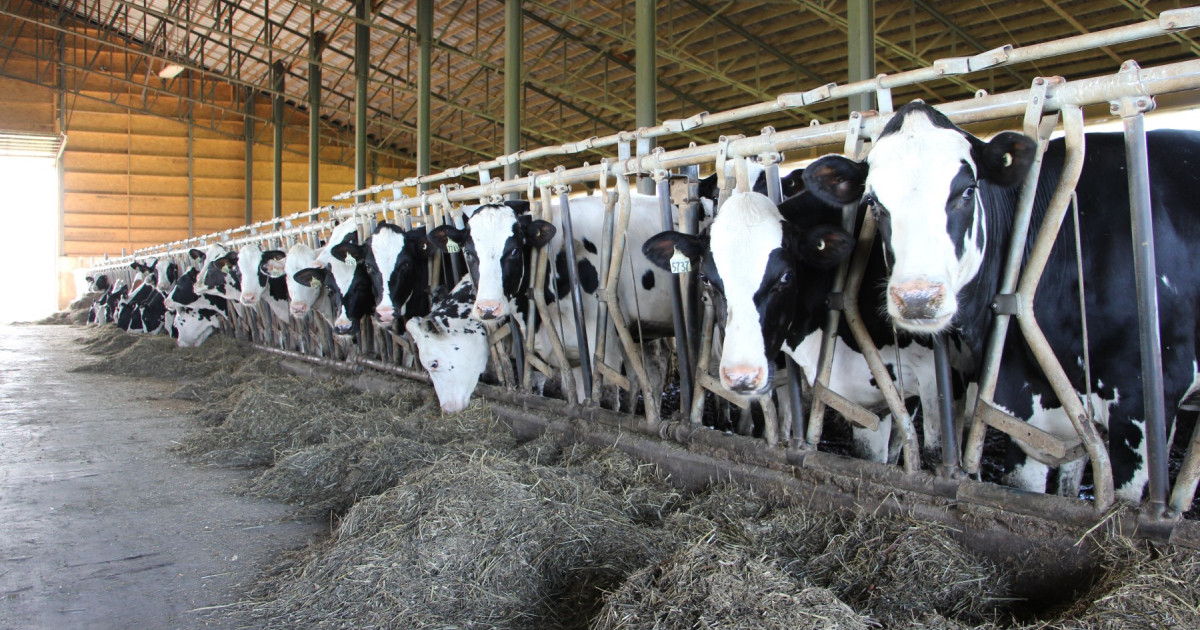 What are tie stalls for dairy cows? | World Animal Protection