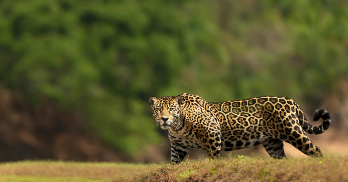 16 fascinating jaguar facts