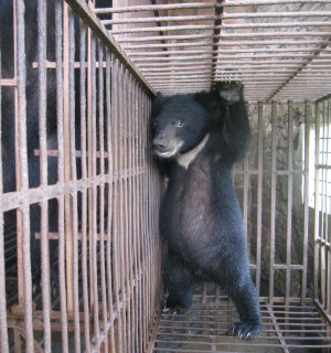 A bear cub in a farm in Phuc Tho, Vietnam - World Animal Protection