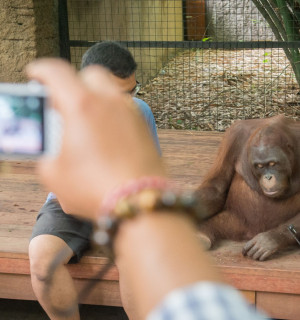 Orangutans are kept in captivity where some are used for selfie opportunities and entertainment
