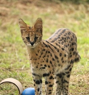 Pictured: A rescued serval at a sanctuary.