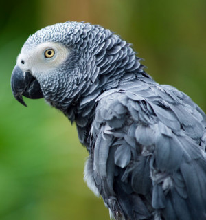 An African Grey Parrot 