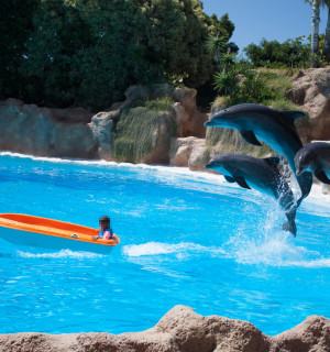 Dolphins used for entertainment