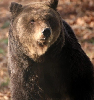 One of the resident bears at the Libearty Bear Sanctuary.
