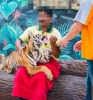 A tiger cub being used for tourist selfies at a venue in Thailand.