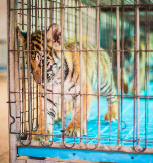 A tiger cub kept in a barren cage at a venue in Thailand.