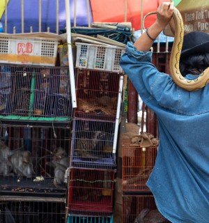 A snake on a vendors shoulder, and cages of animals at a market in Jakarta, Indonesia. Credit Line: World Animal Protection / Aaron Gekoski
