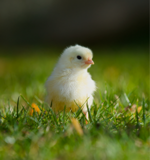 A young chicken chick in the grass