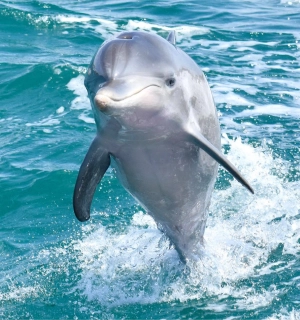 A wild dolphin playing in the ocean