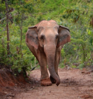 A wild elephant walking through the forest