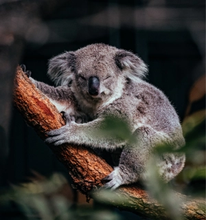A koala hugging a tree branch