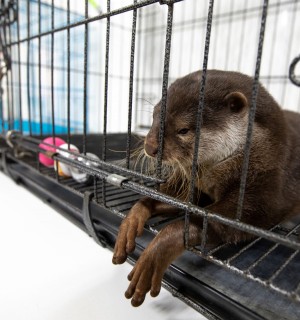 An otter in captivity at a cafe in Tokyo, Japan. Credit Line: World Animal Protection / Aaron Gekoski