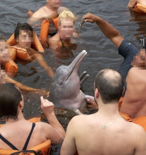 Tourists can pay for harmful close encounters and selfies with the Amazon river dolphins (boto) in Manaus, Brazil.