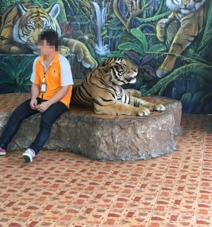 Tigre acorrentado é explorado para que turistas tirem selfies ao seu lado