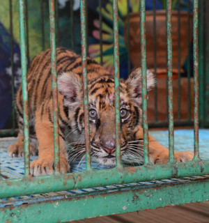 Tiger cub in cage at a wildlife tourist attraction - World Animal Protection - Wildlife. Not entertainers