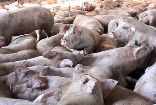 Pigs crowded together during transport.