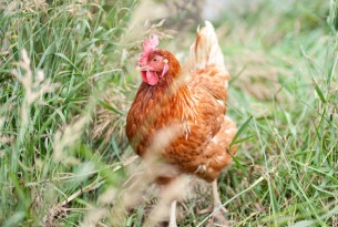 A chicken walking through grass at a high animal welfare farm.