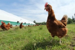 Choose cage-free campaign